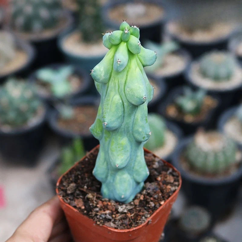 Unique Succulent Cactus for Indoor Outdoor Low Maintenance and Drought-Tolerant