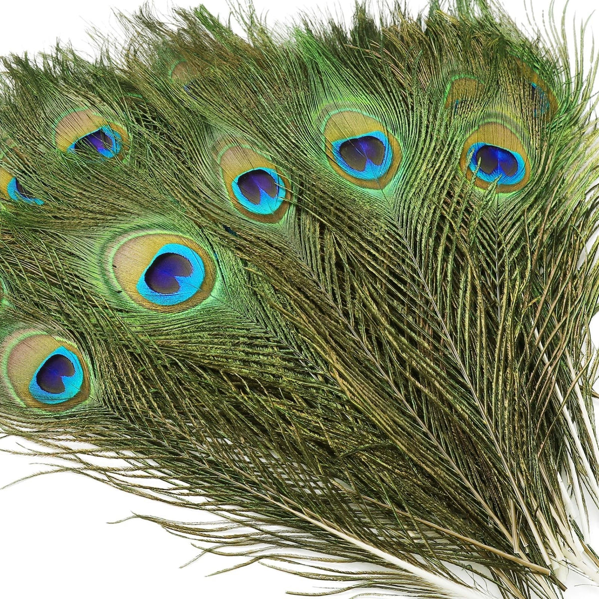 10PCS Real Natural Peacock Eye Feathers 10-12 inch for DIY Craft Floral Arrangem