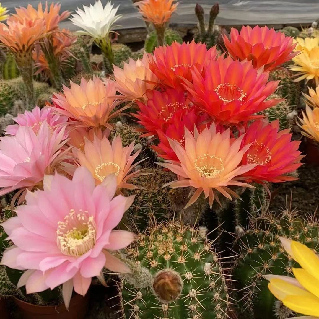 Live Hybrid Echinopsis Cactus Plant, Easy Care Flowering Succulent