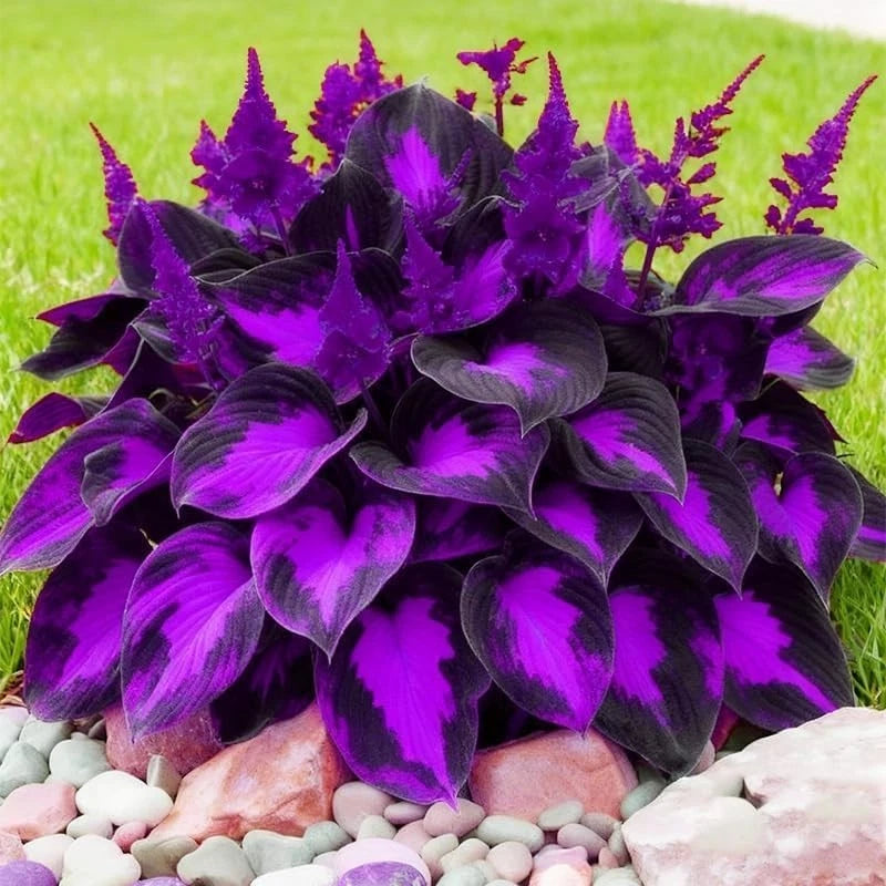 280+ Hosta Seeds for Planting - Hardy Perennial Ground Cover with Lush Fragrant