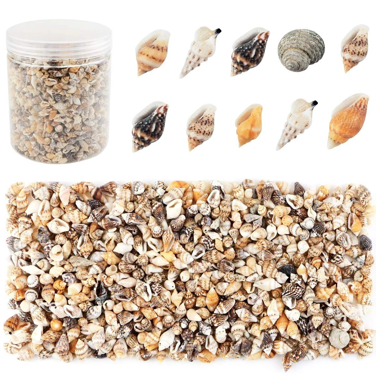 2000 Pcs Tiny Sea Shells for Crafting,Mixed Ocean Beach Mini Seashells Bulk f...