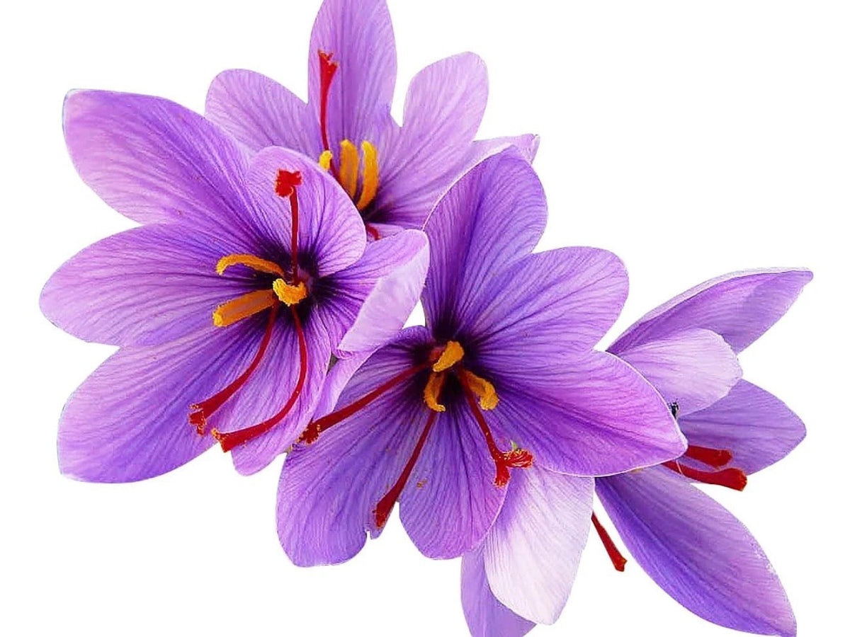 20 Large Saffron Crocus Sativus Corms for Planting - Premium Saffron Crocus B...