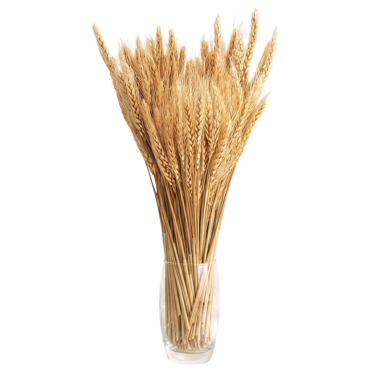 100 Stems Dried Wheat Stalks for Decor - Sheaves Grass Natural Bunch Flowers Hom