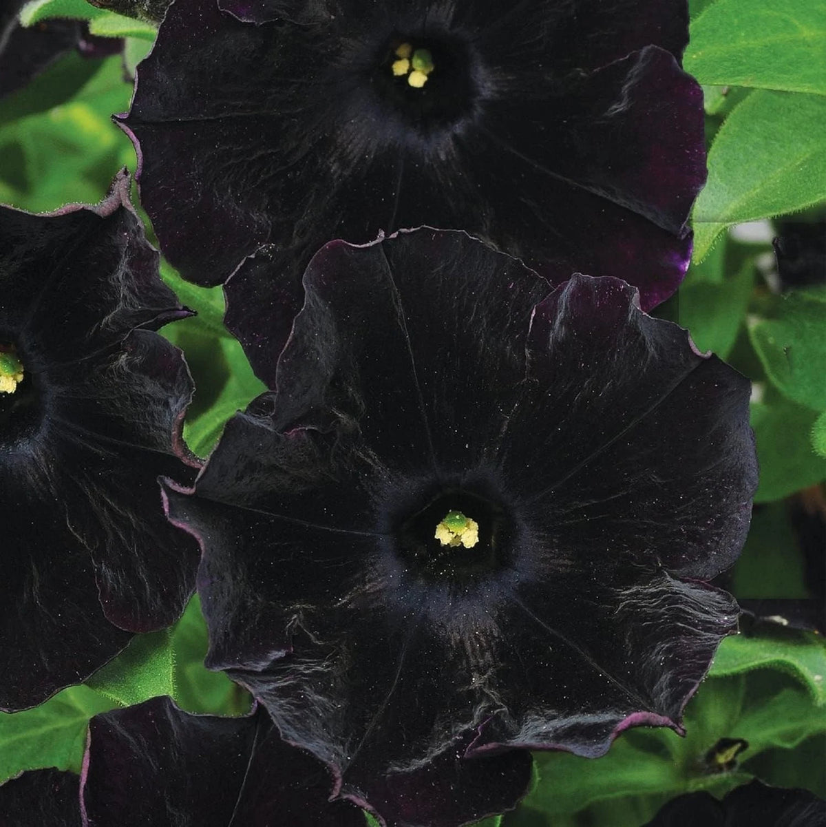 Black Petunia Seeds for Planting - Petunia Flowers Seeds Garden Hanging Baskets