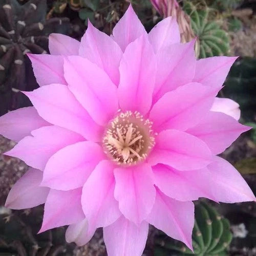 One of Special Beautiful SUCCULENT Cactus Red colour flower rooted plants