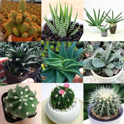 Rare Succulent Plants | Live House Plants for Home Office and Garden Decor