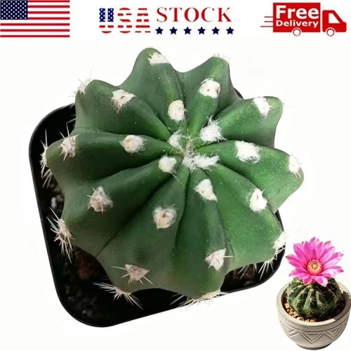 Echinopsis oxygona (Short Hair Ball Cactus) - Live Potted Plant