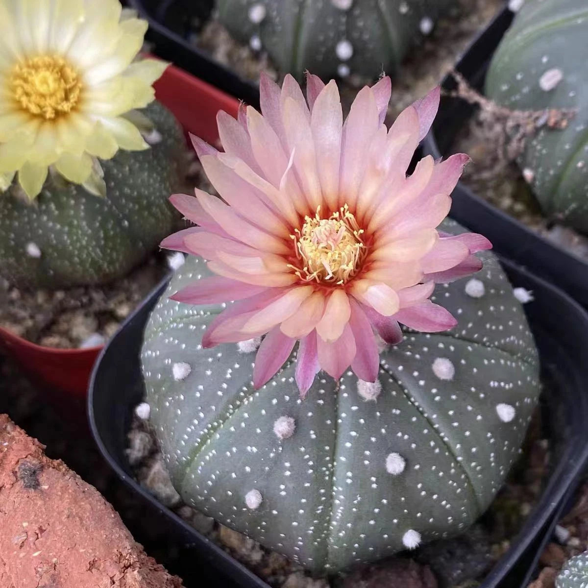 No Spine Star Cactus (Astrophytum asterias) Perfect for Home & Office Decor