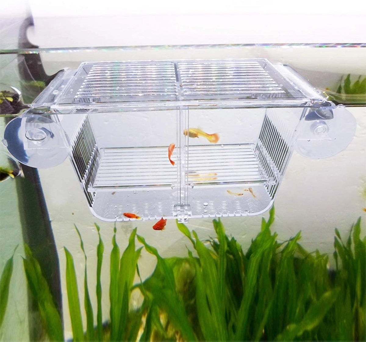 Multi-Functional Acrylic Fish Isolation Box with Adjustable Size - Small Size S