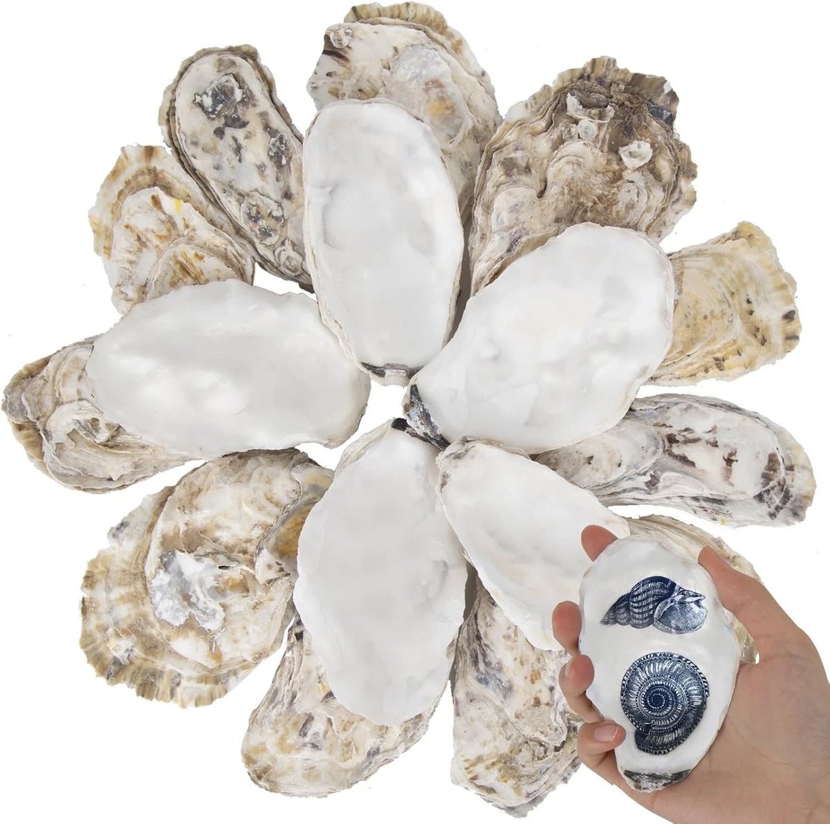 20 PCS Flat Oyster Shells for Crafts 3