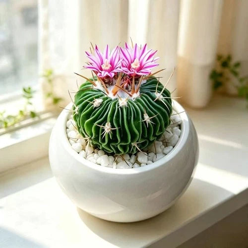 Rare Wave Cactus (Stenocactus multicostatus) for Home & Office Decoration
