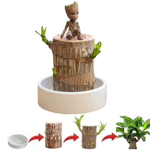 New Brazilian Lucky Wood Green Plant Hydroponic Stump Purifying Indoor Air