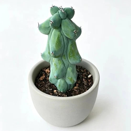 Boobie Cactus Live Plant -Rare Succulent Cactus for Home and Garden Decoration