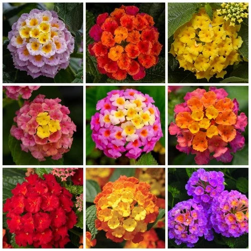 Lantana Flower Seeds for Planting - 300+ Mixed Color to Pink